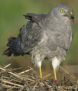 Montagu's Harrier