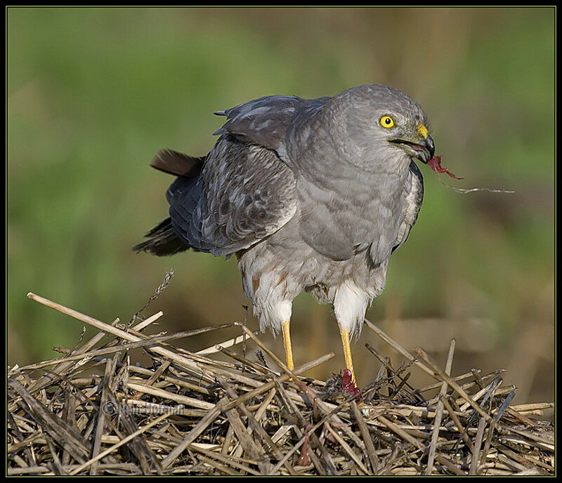 Montagu's Harrier male adult