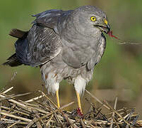 Montagu's Harrier