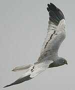 Montagu's Harrier