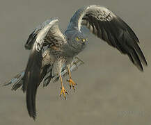 Montagu's Harrier