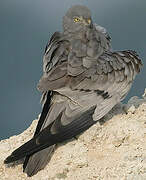 Montagu's Harrier