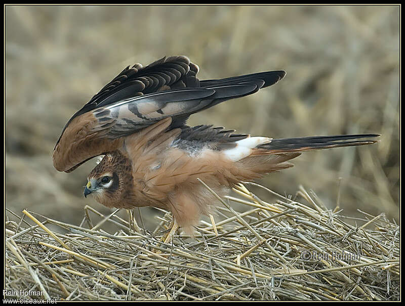 Montagu's Harrierjuvenile, pigmentation