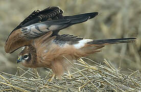 Montagu's Harrier