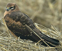 Montagu's Harrier