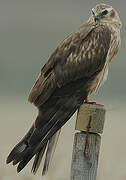 Montagu's Harrier