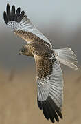 Western Marsh Harrier