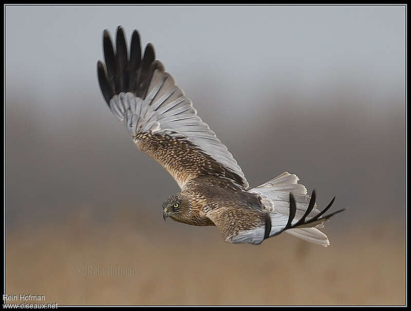 Western Marsh Harrier male adult, Flight