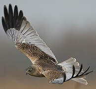 Western Marsh Harrier