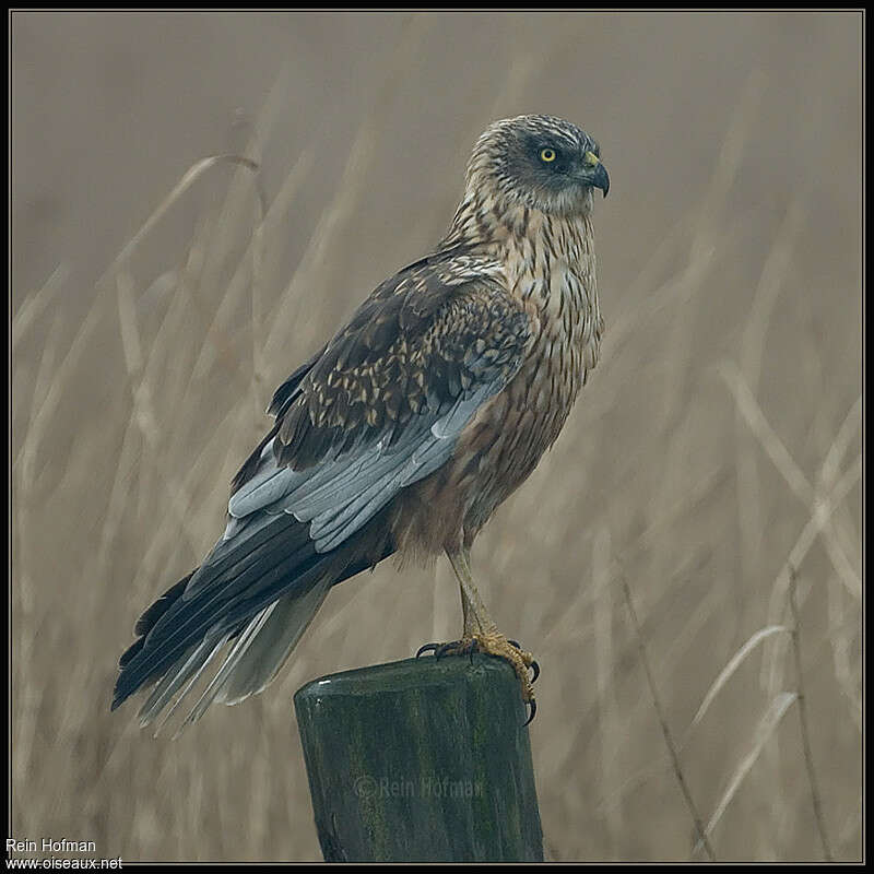 Western Marsh Harrier male adult, identification