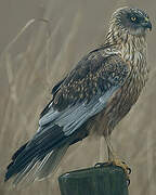 Western Marsh Harrier