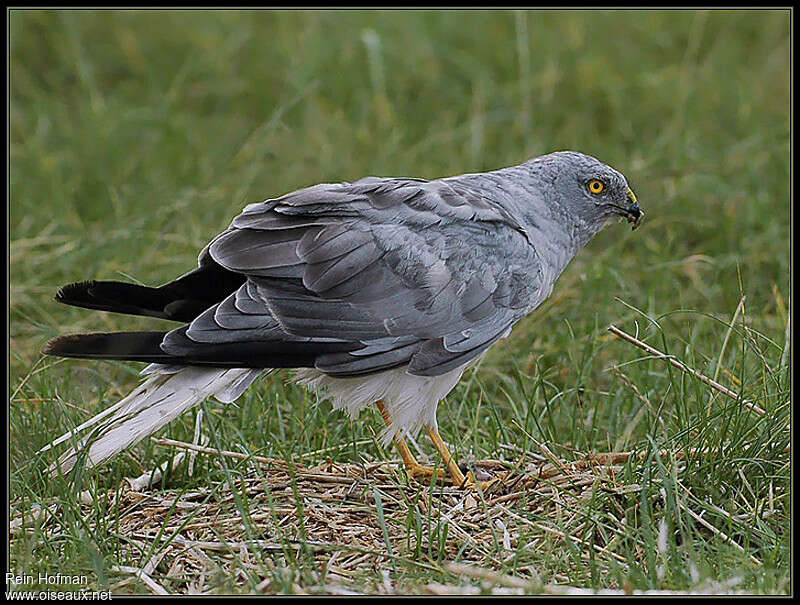 Busard Saint-Martin mâle subadulte, identification