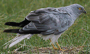 Hen Harrier