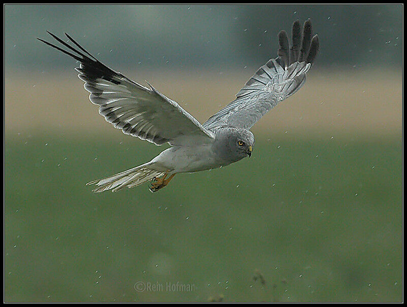 Hen Harrier male adult