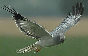 Hen Harrier