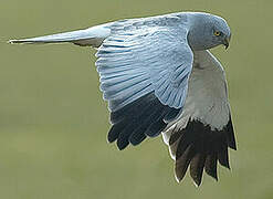 Hen Harrier