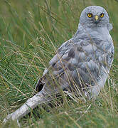 Hen Harrier