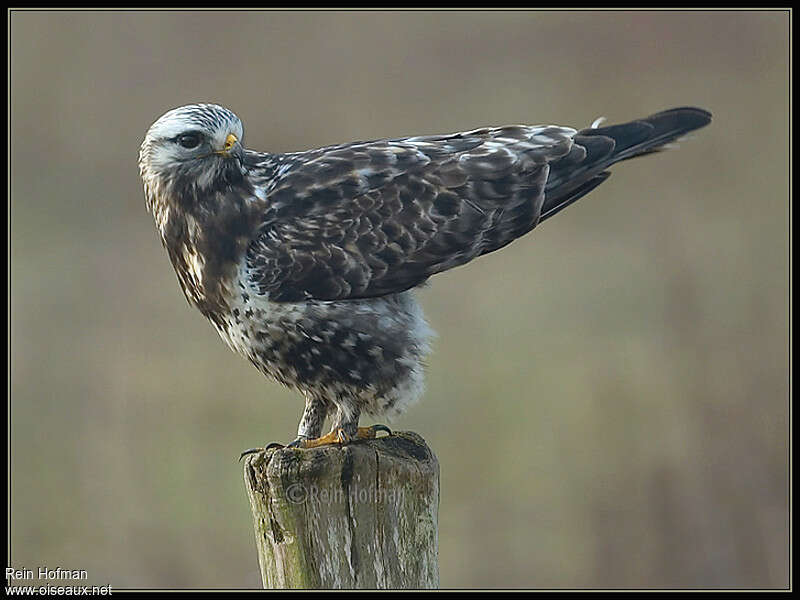 Rough-legged Buzzard male adult post breeding