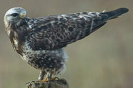 Rough-legged Buzzard