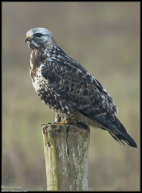 Rough-legged Buzzard male adult, identification