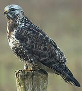 Rough-legged Buzzard