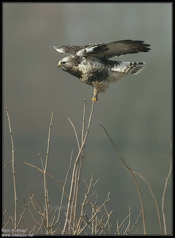 Rough-legged Buzzard male adult, pigmentation