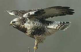 Rough-legged Buzzard