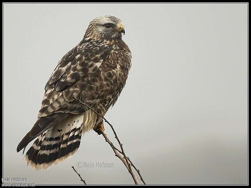 Rough-legged Buzzard male adult breeding, identification