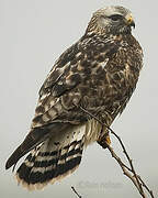 Rough-legged Buzzard