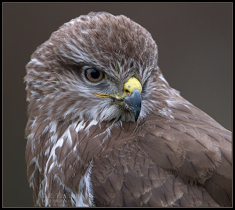 Common Buzzard