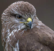 Common Buzzard