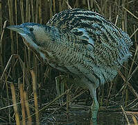 Eurasian Bittern