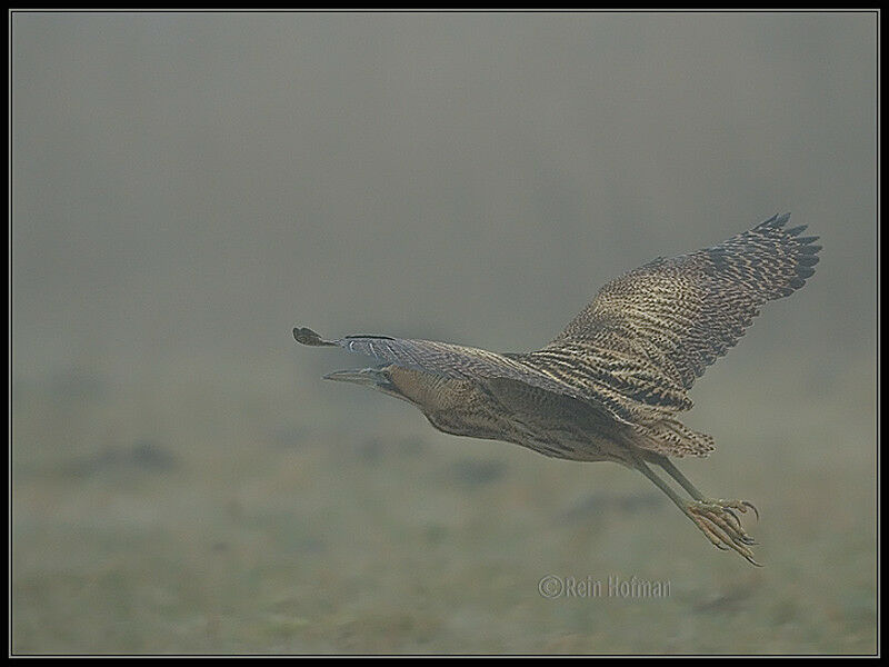 Eurasian Bittern