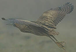 Eurasian Bittern