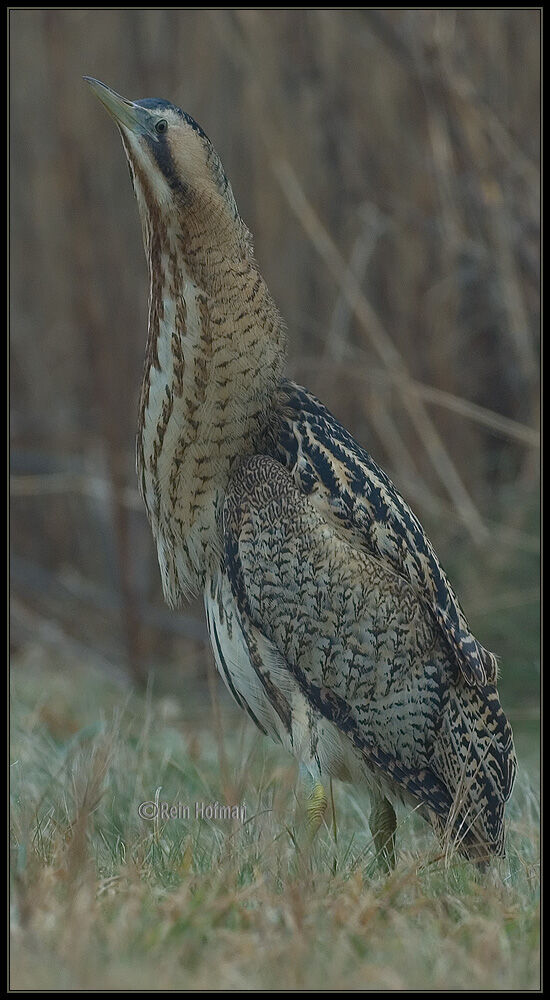 Eurasian Bittern