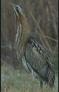 Eurasian Bittern