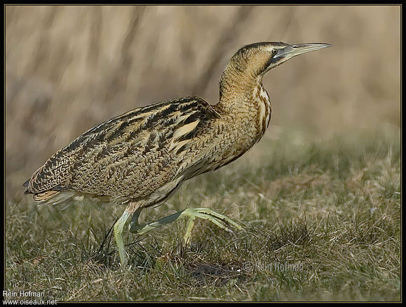 Eurasian Bitternadult, identification