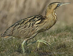 Eurasian Bittern