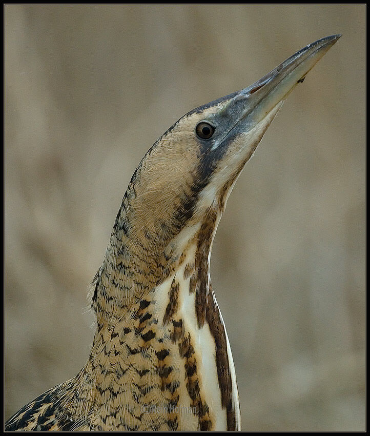 Eurasian Bittern