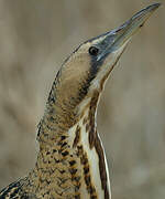 Eurasian Bittern