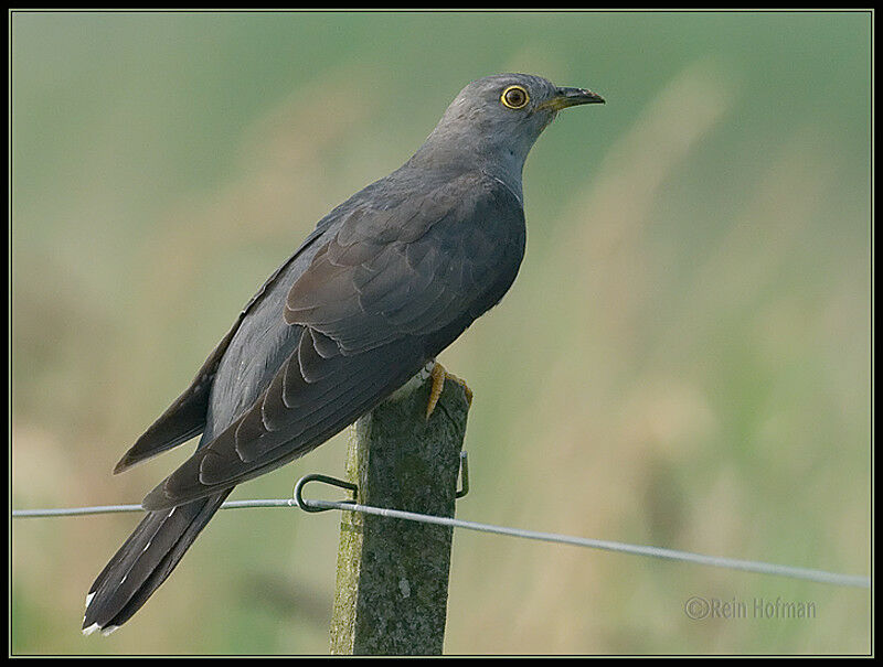 Common Cuckooadult