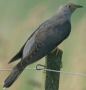 Common Cuckoo