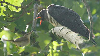 Common Cuckoo