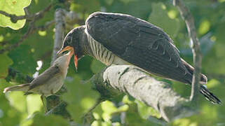 Common Cuckoo