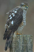 Eurasian Sparrowhawk