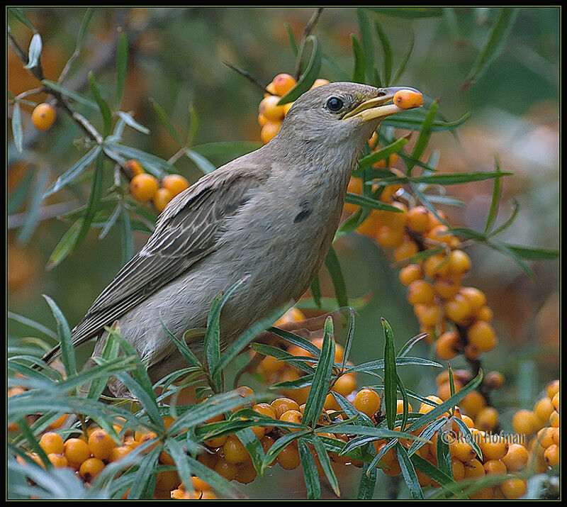 Rosy Starlingjuvenile