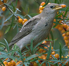 Étourneau roselin