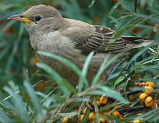 Rosy Starling