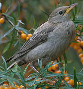 Rosy Starling