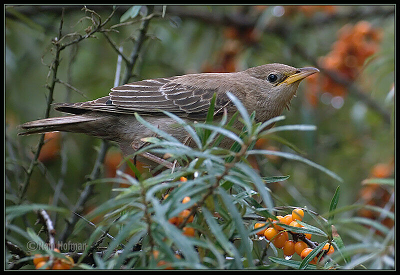 Rosy Starlingjuvenile